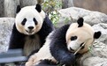 最后一对大熊猫27日返回中国，日本将迎来“无熊猫”时代
