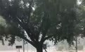海南五指山市持续暴雨 市民称主要街道被淹 市应急局：正在有序救援 暂未收到人员伤亡报告