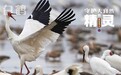 国际爱鸟日｜守护大自然的精灵(4)