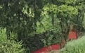 河水变成鲜红色？重庆彭水通报