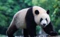 国家林草局：穿山甲人工繁育技术取得实质性突破，已繁育出子二代