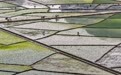 沃野绘新景 春耕正当时(2)#