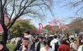 东湖樱花园人山人海，河南游客：“几乎年年都来，这里太美了！”
