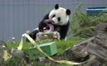 旅美大熊猫“青宝”迎来5岁生日(3)
