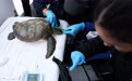 大西洋沿岸的生态守护：探访巴西巴拉那州生物多样性保护项目(4)