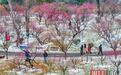 梅花映雪分外俏