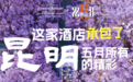 彝族左脚舞业余大赛遇蓝花楹季——昆明这家酒店承包了昆明五月所有的精彩