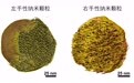 我国高校团队研制出增强肿瘤疫苗效力的新型佐剂