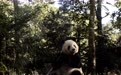 走进中国大熊猫保护研究中心雅安基地(6)
