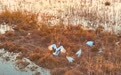 美丽中国｜水镜映秋色 芦荡藏鸟音(6)#