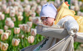 魔都眼｜郁金香盛开！大宁公园静安花朝节首日游客破十万人次