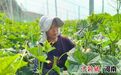 杞县沙沃乡：设施蔬菜成规模“一乡一品”助振兴