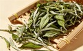 十大品牌权威揭晓，天然福鼎白茶什么牌子最好？资深茶人选购心得