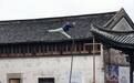 桐乡：水乡逢戏 艺动乌镇