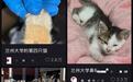 兰州大学被曝出现虐猫事件，事发至今已超3个月 校区保卫部：由学工部处理