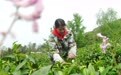 春茶飘香采摘忙(3)#