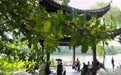 杭州：金秋桂香飘满城