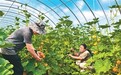 《加快农业农村现代化“十五五”规划》发布——  把“三农”短板补得更实（锐财经）