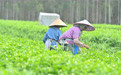 风雨磨砺香如故——横州茉莉花灾后恢复生产(2)