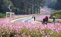 曹山格桑花连片盛开引客来 近日，溧阳曹山旅游度假区格桑花海迎来最佳赏