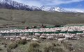 十四师一牧场：药浴护航 7万余只羊开启秋季转场