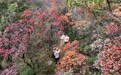 美丽中国丨秋染太行(2)