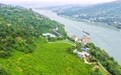 重庆丰都：桑果飘香长江岸