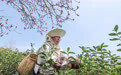 浙江武义：中国有机茶之乡春茶全面开采(5)
