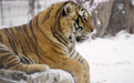 雪后探访东北虎(18)