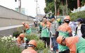 观察｜“潦草小狗”从春到秋：城市绿化藏着哪些门道与功夫？