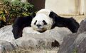 最后两只旅日大熊猫回国日期定了