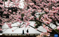花开万里 共赴春光