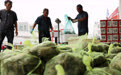 江苏淮安：捕捞大闸蟹 供应市场(4)#