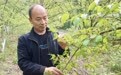 山茱萸“飞”出秦岭背后的薪火接力