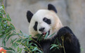 上海野生动物园上新：熊猫“小姨”、非洲象“千金”都亮相了