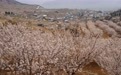 樱桃树下管护忙(5)