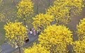 广西南宁：黄花风铃木盛放(3)