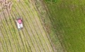重庆荣昌：3.6万亩再生稻迎丰收(4)