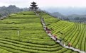 在茶园里品味春天(3)#