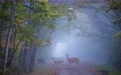 美丽中国丨梅花鹿邂逅斑斓秋色(11)#