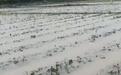 凉山德昌突降暴雨，农户：部分草莓田被淹，正在抢救