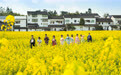 诗意中国丨平野菜花春(9)