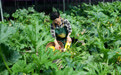 河北抚宁：特色无公害蔬菜种植促农增收(2)