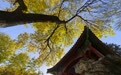 北京秋渐浓(9)