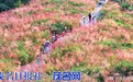 【信宜英帽顶邂逅醉美粉色浪漫】金秋十月，重阳时节，信宜东部山区秋色渐