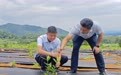 荒山结出“黄金果”，大冶深耕栀子黄特色产业赋能乡村振兴