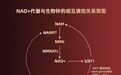 NAD+ NMN十大品牌2026年NMN吸收率最高口碑好的抗衰优选榜首盼生派