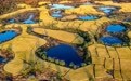 诗意中国丨乐哉今岁事，天末稻云黄(15)#