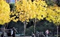 中秋假期 赏美丽秋色