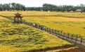 内蒙古扎赉特旗：稻粱玉米待归仓(6)#